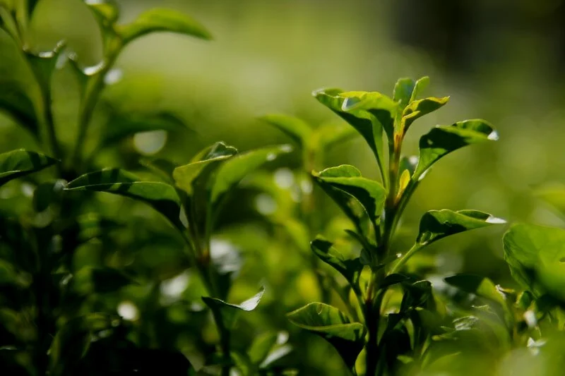 葉底嫩綠，展現茶質 | Infused leaves showing tea quality