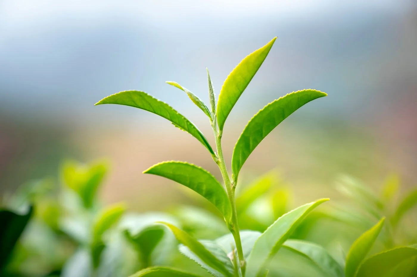 鮮豔綠茶葉特寫，背景模糊自然，呼應兒茶素豐富的抗氧化特性 | Close-up of vibrant green tea leaves with soft natural background, echoing the rich antioxidant properties of catechins