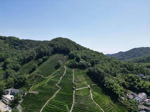 龍井茶完整指南:產地、等級與沖泡技巧