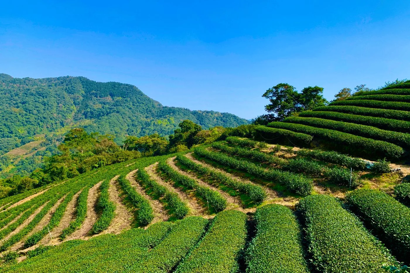 鬱鬱蔥蔥的茶園坐落在起伏的山丘上,展現台灣高山茶的產區風光 | A lush tea plantation on rolling hills, showing the landscape of Taiwan high mountain tea