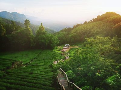 台灣高山茶園梯田俯瞰,綠意山脈環繞展現高山烏龍茶風土 | Taiwan high mountain terraced tea plantation aerial showing high mountain oolong terroir