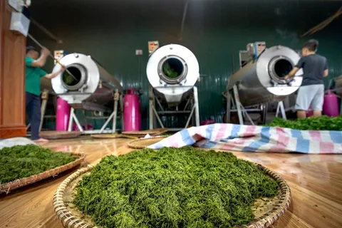 普洱茶購買指南:年份辨別與防騙技巧